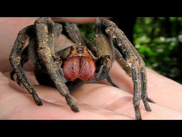 WOLF SPIDER - Definição e sinônimos de wolf spider no dicionário inglês