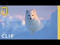 Arctic Fox Love Story Incredible Animal Journeys National Geographic