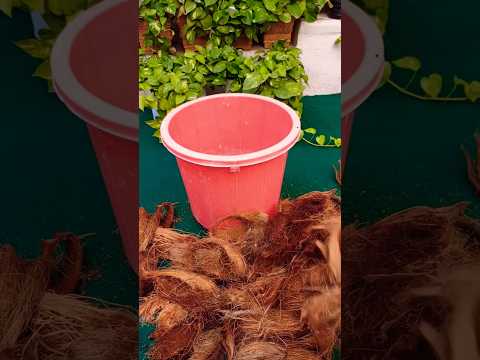 Make cocopeat at home | cost effective #shorts #cocopeat