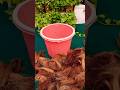 Make Cocopeat At Home Cost Effective Shorts Cocopeat