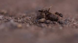 Recondite - Abscondence (Ants Visuals)