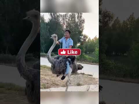 Ovo Je Definitivno Najčudnija Vožnja Ikad 🦤