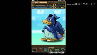 パズドラ　幽☆遊☆白書コラボガチャ