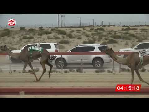  ش 6 (الوثبة) لـ محمد سعيد خلفان حمود المقيمي 9:35 , شارة الديوان 2026/03/07 حول زمول سمحه