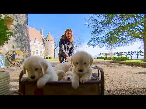 Chiots et chatons, trois mois pour devenir grand