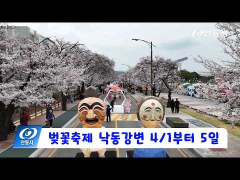 [안동 현장 리포트] 4월 2일, ‘벚꽃축제’ 낙동강변 4/1부터 5일간