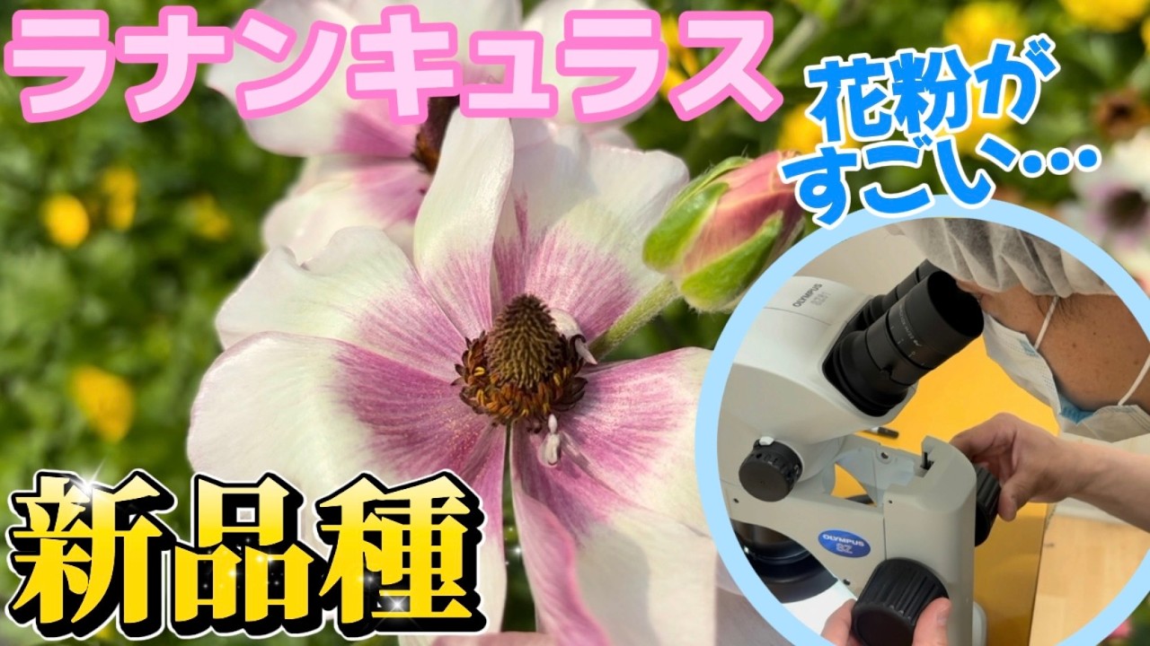 元気な花粉をつくる？！新品種【ラナンキュラスラックス】【ランドセルシリーズ】【園芸のぶチャンネル】【４／１】