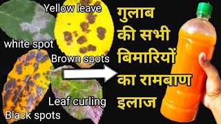 How to Cure Rose plant Diseases. How to Save Dying Rose plant.Cure Fungus & Black spots on Roses.