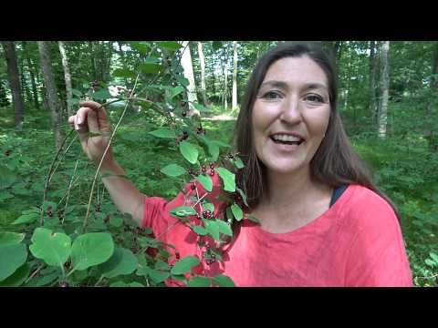 Die Schnitterin zieht übers Land - Das Jahreskreisfest Lughnasadh