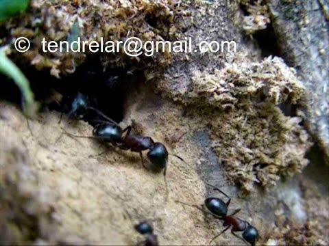 comment traiter un nid de fourmis