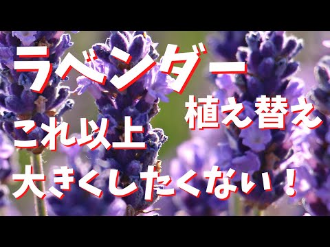 ラベンダーの移植: これがどのように行われるか 植物