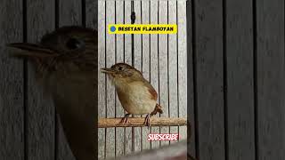 Download lagu Besetan burung flamboyan #flamboyangacorfullisian #flamboyangacorpanjang #masteran  #burung #birds mp3 Download lagu Besetan burung flamboyan #flamboyangacorfullisian #flamboyangacorpanjang #masteran  #burung #birds mp3