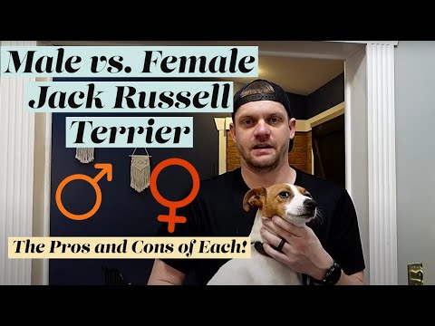 Male or Female Jack Russell Terrier? The Pros and Cons of Each!