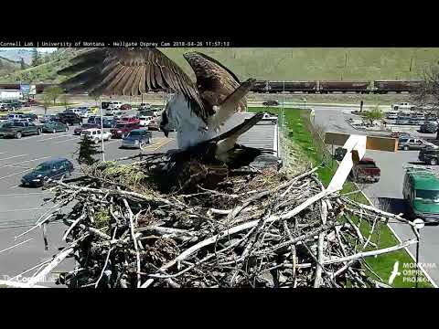 Copulation Attempt At Hellgate Osprey Nest – April 26, 2018