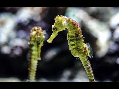 53.- Dos dragones emergen del mar / Two dragons emerge from the sea