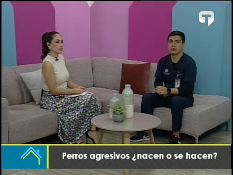 Perros agresivos ¿nacen o se hacen?