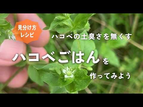 ハコベについて詳しく解説