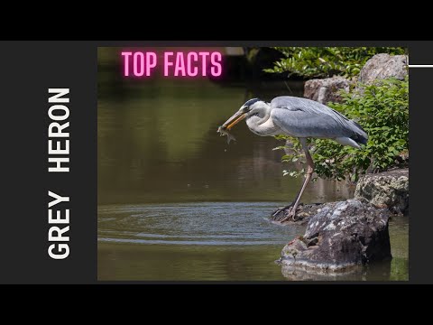 Grey Heron facts🦩 Grey Heron Calling Sound 🦩 native Europe and Asia and also parts of Africa