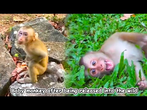 The reaction of monkeys when released into the wild, they become scared and confused