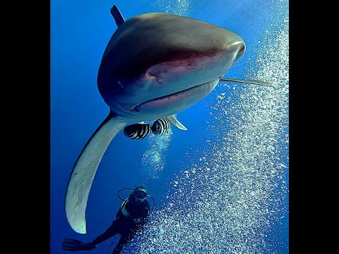 Scuba Diving with Oceanic Whitetip Sharks. Egyptian Red Sea, Brothers, Daedalus & Elphinstone.