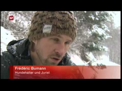 Swiss german TV  about dog bite guard