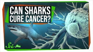Stop Saying Sharks Will Cure Cancer