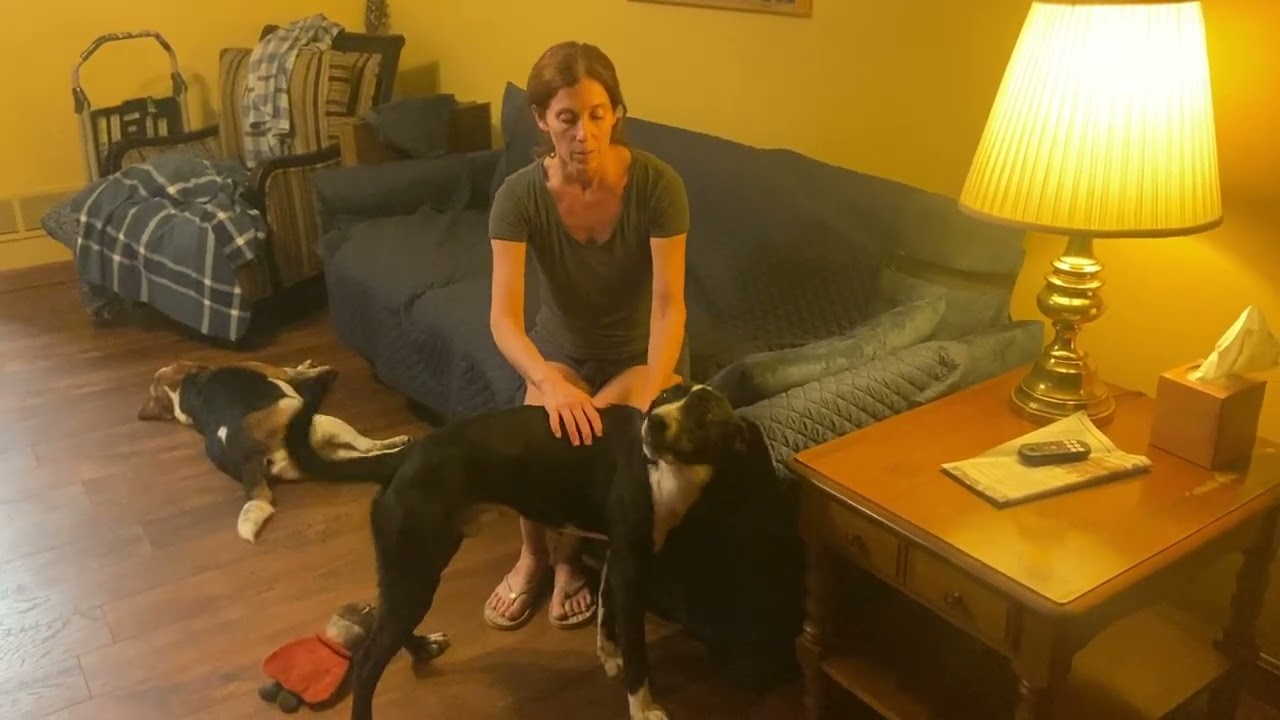 Enlarge OREO (kind, house-trained dog, good w other pets)!, an adopted mixed breed in Louisville, KY video 6/6
