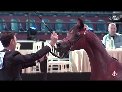 N 40 JAZZ K A    European Championship 2023   Yearling Colts Class 4