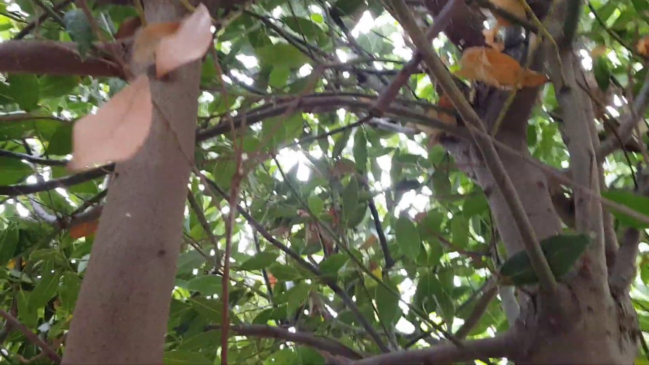 20 yo Bay Leaf (Laurel) tree gets pruned