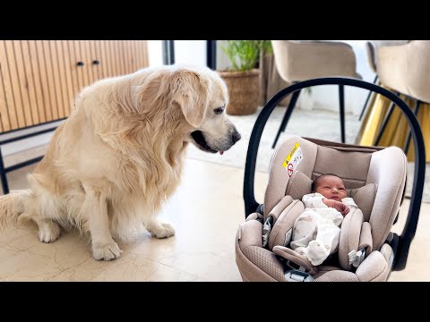 Golden Retriever Meets Newborn Baby for the First Time