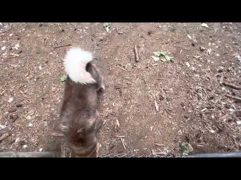 Loganberry Lane off-leash Dog Park