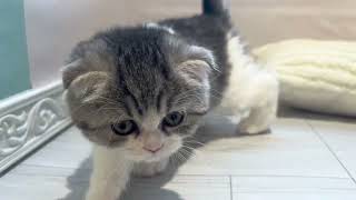 スコティッシュフォールドの動画01