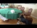 Music Montage Cats And Dogs