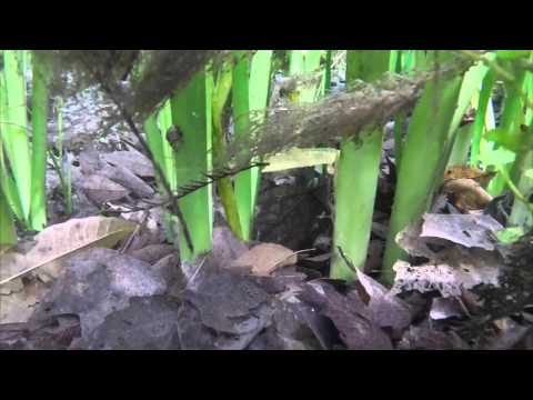 UF/IFAS Research - Snails and Springs