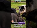 IQ SHOCK Pigs Are WAY Smarter Than You Think 1 Pig Fact