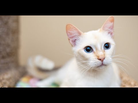 Flame Point Siamese Cat | Red point Siamese Cat | Personality, Price and Adoption