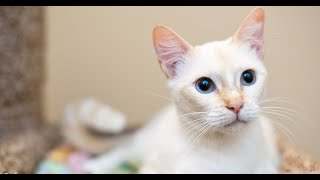 Flame Point Siamese Cat | Red point Siamese Cat | Personality, Price and Adoption