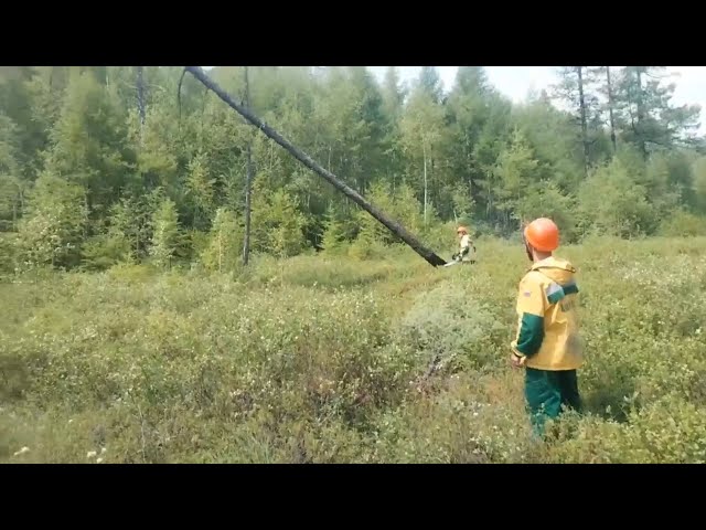 Рубка леса на Байкале