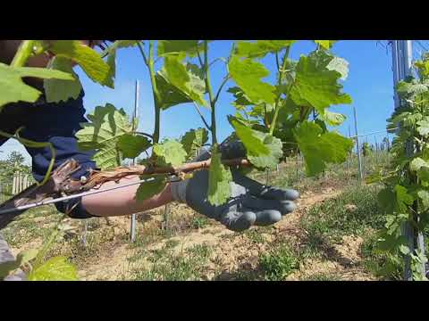 Reizer Wine - Halfened quantity, double taste