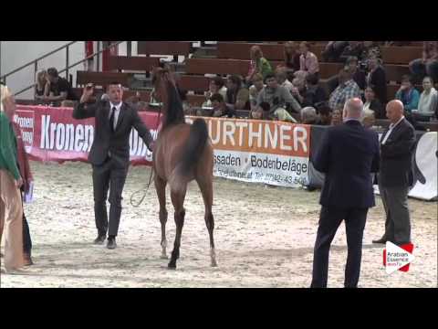 N.23 ELSHAAN - Wels 2016 - Yearling Colts (Class 2B)