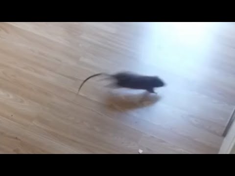 Mice and Rats Scaring People Compilation [Part 2]