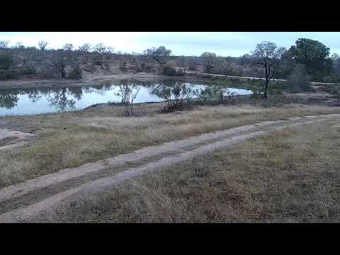 Djuma Private Game Reserve Live Stream