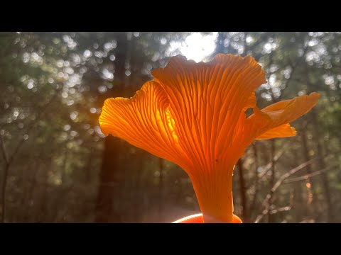 Kantarellappen video thumbnail