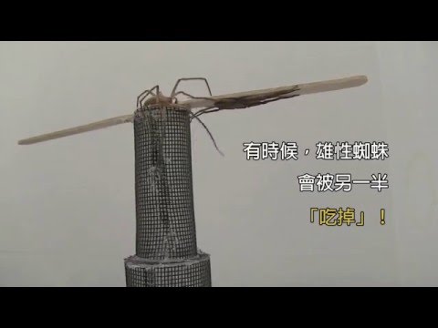蜘蛛的寓意