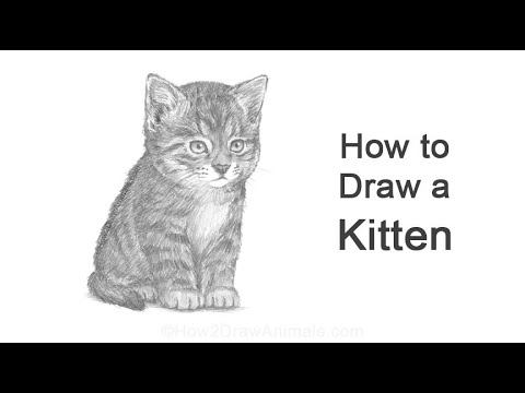 How To Draw Kitten Sitting