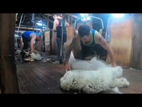 , title : 'Sheep Shearing in Australia - Merino Ewes'