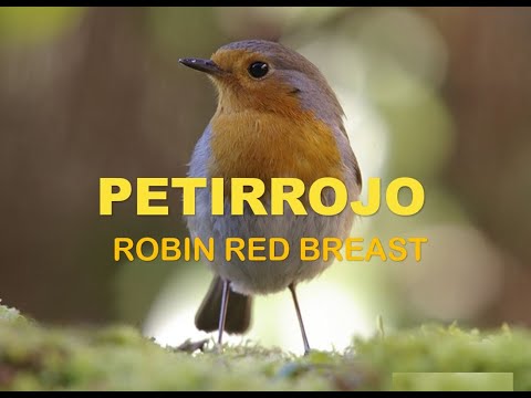 Petirrojo ( Erithacus rubecula ) Robin