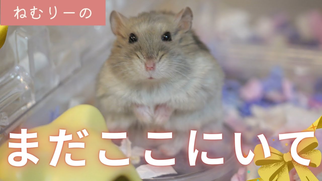 【ねむりーの】まだそこにいる、まだそこにいて～ジャンガリアンハムスター