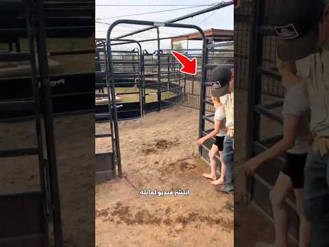 تحدي المشايات يتحول إلى لحظة مخيفة! 😳🐕