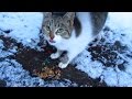 Hungry Kitten Is Sitting In The Snow And Eats Dry Food